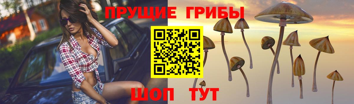 Галлюциногенные грибы Psilocybe Бугуруслан